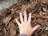 Pine Bark Nuggets Large